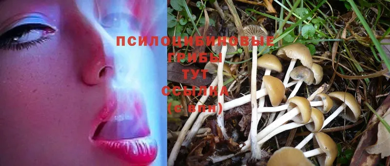 Псилоцибиновые грибы Cubensis  Альметьевск 